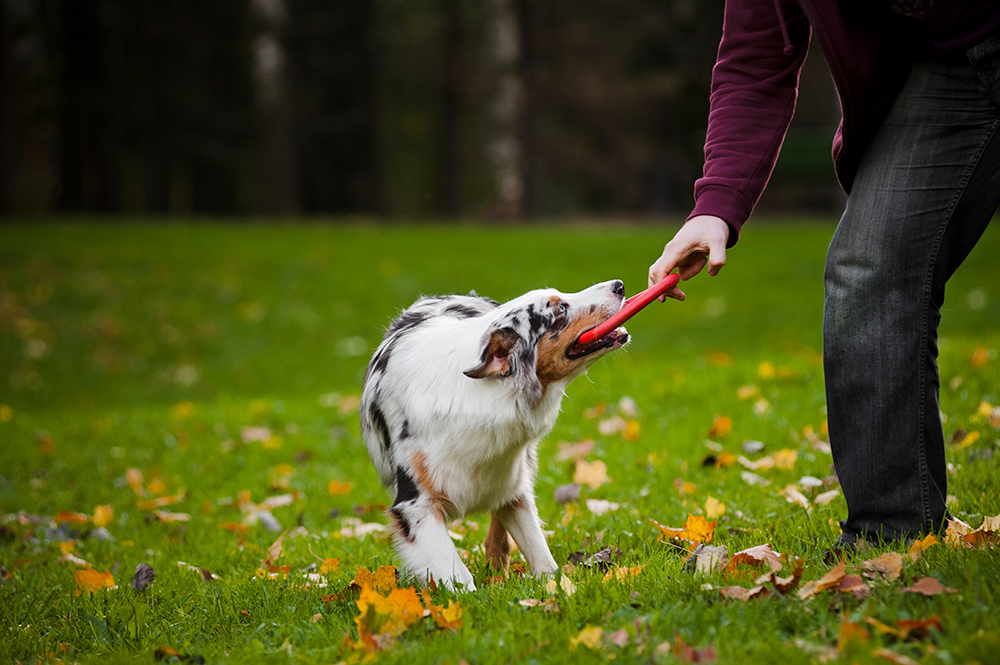 Using Toys as a Training Tool