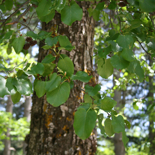 Alnus cordata - Italian Alder