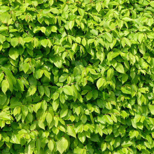 Carpinus betulus - Hornbeam