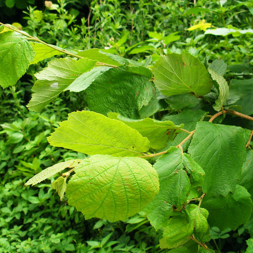Corylus avellana - Hazel