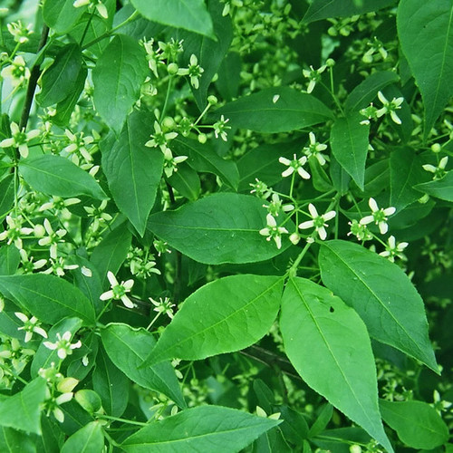 Euonymus europaeus - Spindleberry