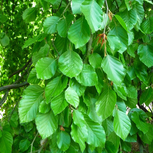 Fagus sylvatica - Green Beech