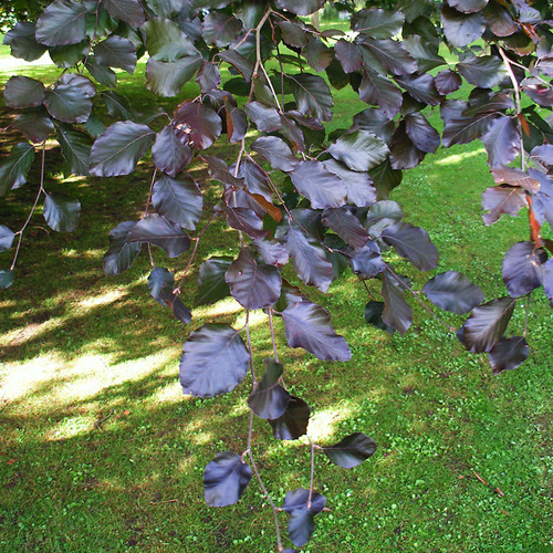 Fagus sylvatica purpurea - Copper Beech