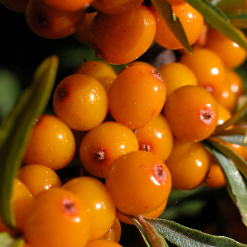 Hippophae rhamnoides - Sea Buckthorn