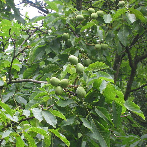Juglans regia - Common Walnut