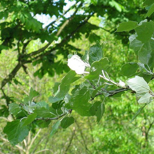 Populus alba - White Poplar