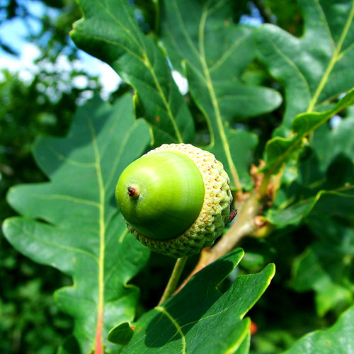 Quercus robur - English Oak