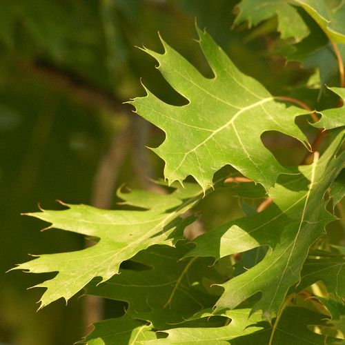 Quercus rubra - Red Oak