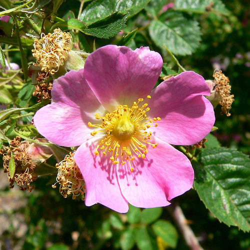 Rosa rubiginosa - Sweet Briar Rose