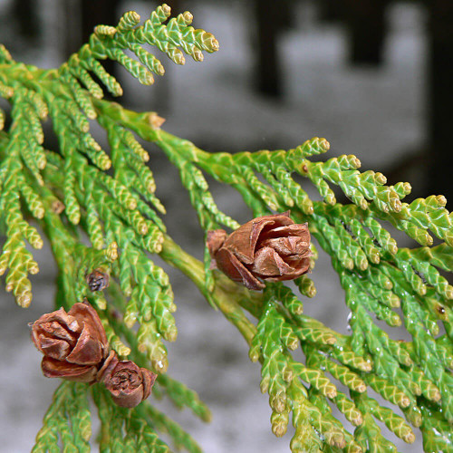 Thuja plicata - Western Red Cedar