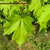 Acer campestre - Field Maple