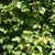 Acer campestre - Field Maple