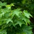 Acer platanoides - Norway Maple