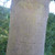 Acer pseudoplatanus - Sycamore