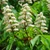 Aesculus hippocastanum - Horse Chestnut