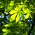 Aesculus hippocastanum - Horse Chestnut