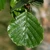 Alnus glutinosa - Common Alder