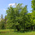 Alnus incana - Grey Alder