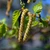 Betula pendula - Silver Birch