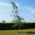 Betula pendula - Silver Birch