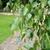 Betula pendula - Silver Birch