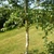Betula pendula - Silver Birch