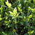Buxus sempervirens - Box