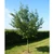 Carpinus betulus - Hornbeam