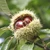 Castanea sativa - Sweet Chestnut