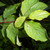 Cornus sanguinea - Common Dogwood