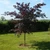 Fagus sylvatica purpurea - Copper Beech