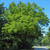 Juglans nigra - Black Walnut
