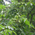 Juglans regia - Common Walnut