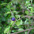 Lonicera nitida - Boxleaf Honeysuckle