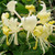 Lonicera periclymenum - Honeysuckle