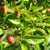 Malus sylvestris - Crab Apple