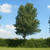 Populus alba - White Poplar