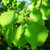 Populus tremula - Aspen