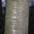 Prunus avium - Wild Cherry