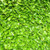 Prunus laurocerasus - Laurel
