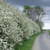 Prunus spinosa - Blackthorn