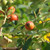 Rosa canina - Dog Rose
