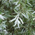 Salix alba - White Willow