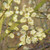 Salix caprea - Goat Willow