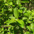 Salix caprea - Goat Willow