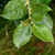 Salix cinerea - Grey Willow