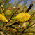 Salix cinerea - Grey Willow
