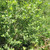 Salix cinerea - Grey Willow