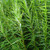 Salix viminalis - Common Osier Willow