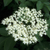 Sambucus nigra - Elderberry